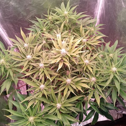 Gorilla Cookies Auto growlog timeline photo