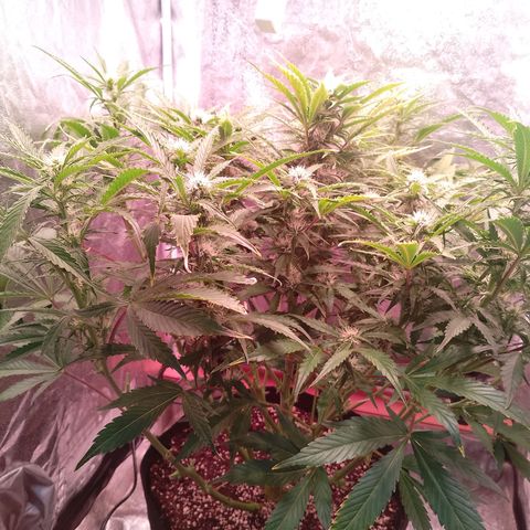 Gorilla Cookies Auto growlog timeline photo