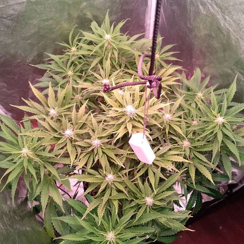 Gorilla Cookies Auto growlog timeline photo