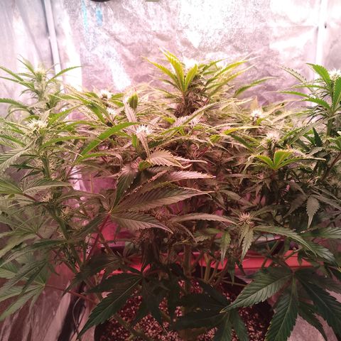 Gorilla Cookies Auto growlog timeline photo