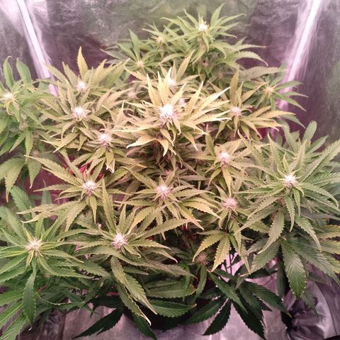 Gorilla Cookies Auto growlog timeline photo