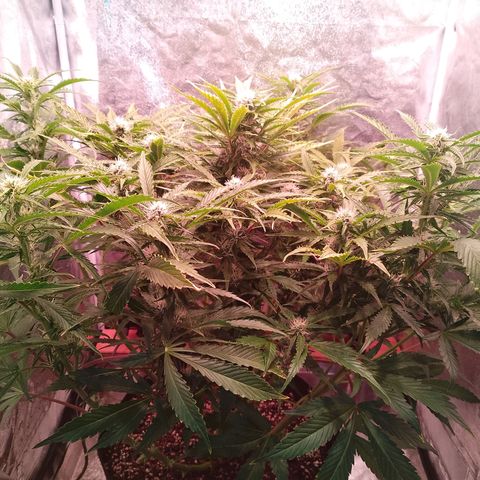 Gorilla Cookies Auto growlog timeline photo