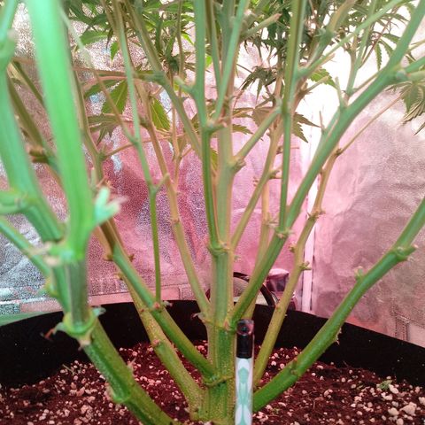 Gorilla Cookies Auto growlog timeline photo