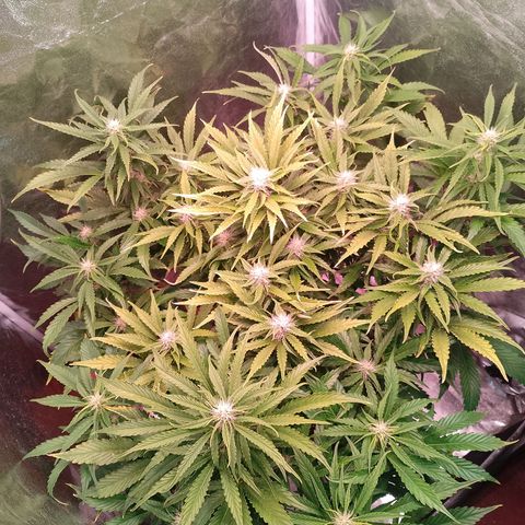 Gorilla Cookies Auto growlog timeline photo