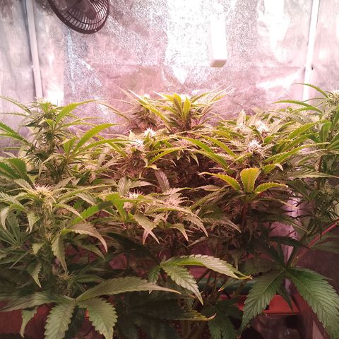 Gorilla Cookies Auto growlog timeline photo