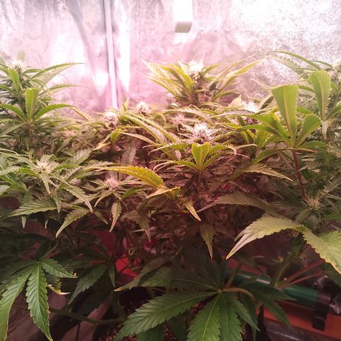 Gorilla Cookies Auto growlog timeline photo