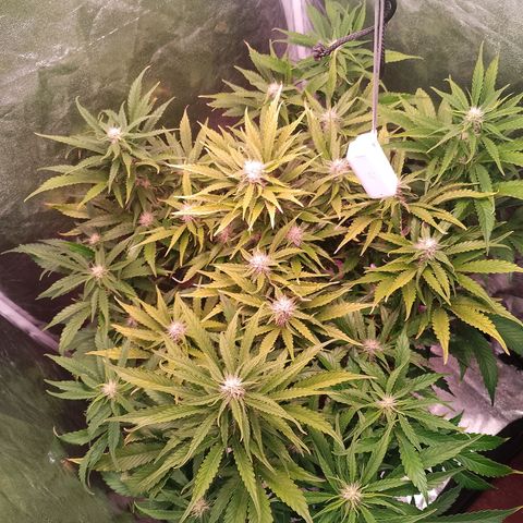 Gorilla Cookies Auto growlog timeline photo
