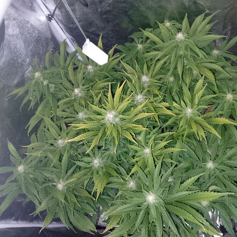 Gorilla Cookies Auto growlog timeline photo