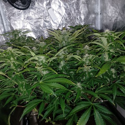 Gorilla Cookies Auto growlog timeline photo