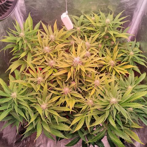 Gorilla Cookies Auto growlog timeline photo