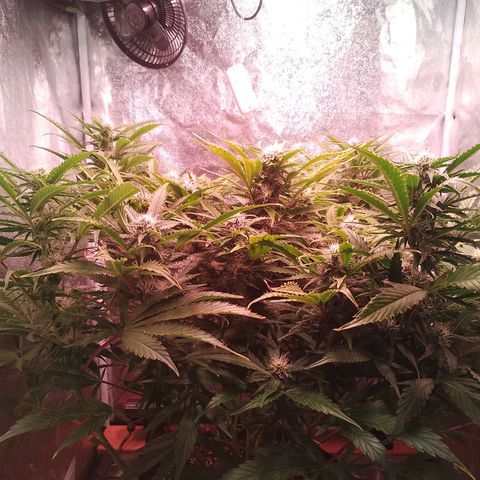 Gorilla Cookies Auto growlog timeline photo