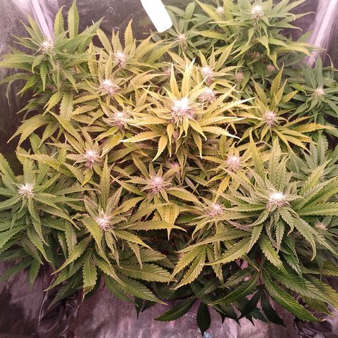 Gorilla Cookies Auto growlog timeline photo