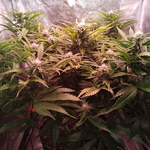 Gorilla Cookies Auto growlog timeline photo