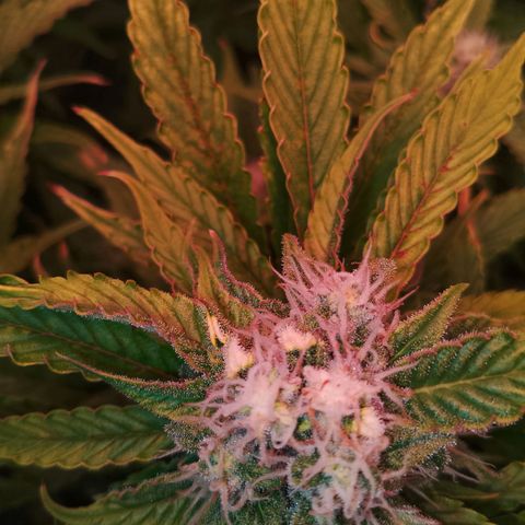 Gorilla Cookies Auto growlog timeline photo