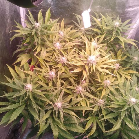 Gorilla Cookies Auto growlog timeline photo