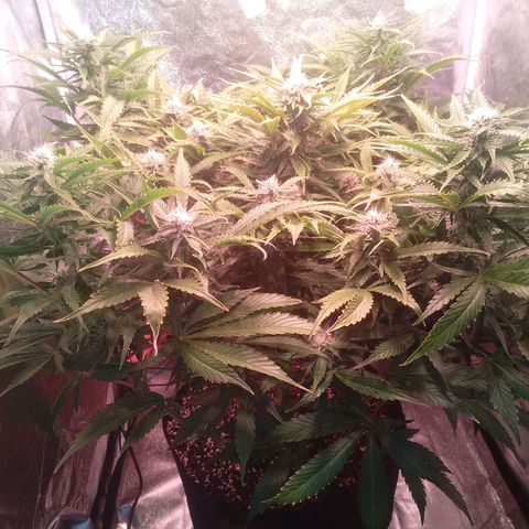 Gorilla Cookies Auto growlog timeline photo