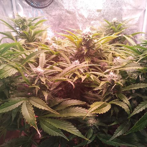 Gorilla Cookies Auto growlog timeline photo