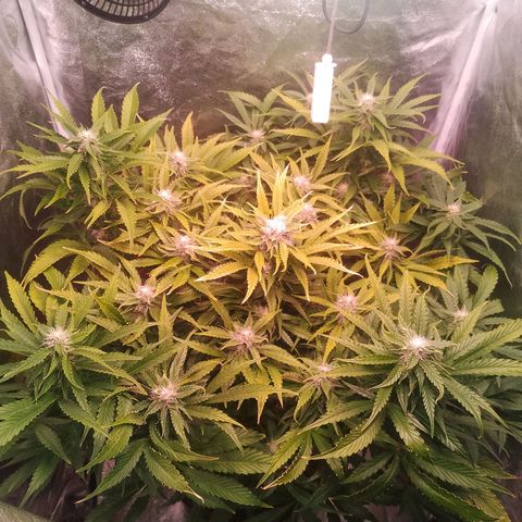 Gorilla Cookies Auto growlog timeline photo