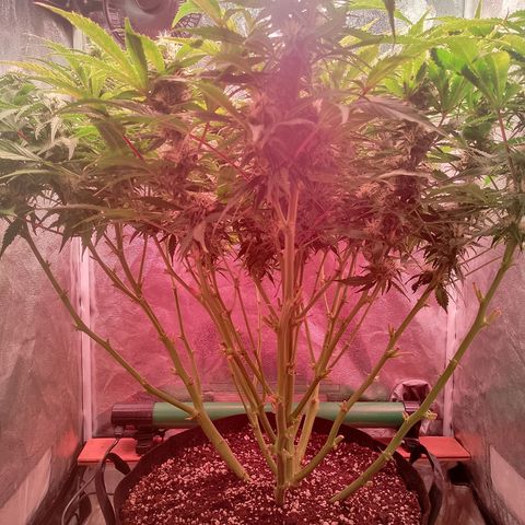 Gorilla Cookies Auto growlog timeline photo