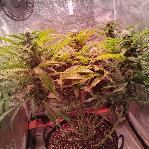 Gorilla Cookies Auto growlog timeline photo