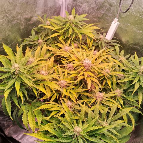 Gorilla Cookies Auto growlog timeline photo