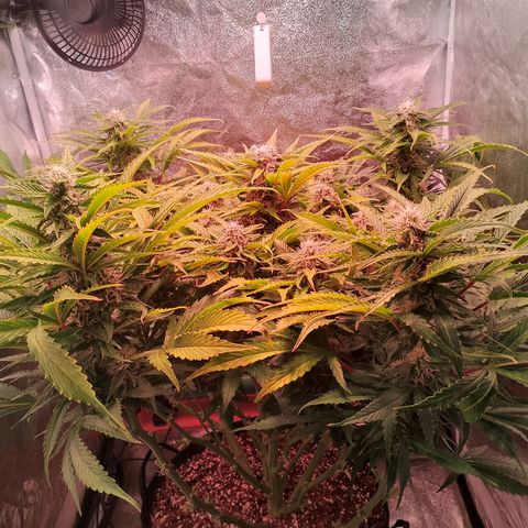 Gorilla Cookies Auto growlog timeline photo