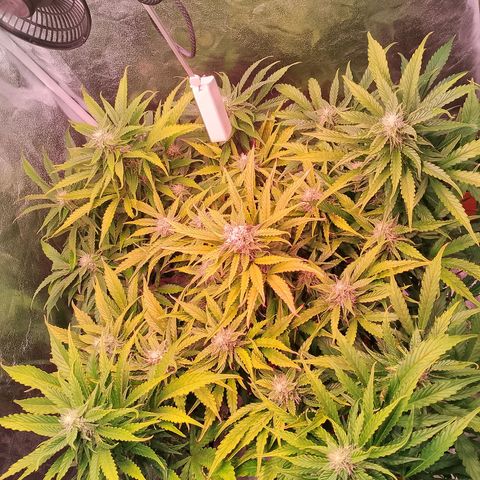 Gorilla Cookies Auto growlog timeline photo