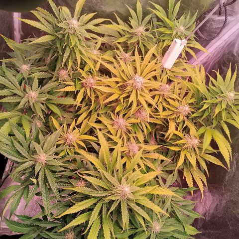 Gorilla Cookies Auto growlog timeline photo