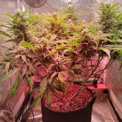 Gorilla Cookies Auto growlog timeline photo