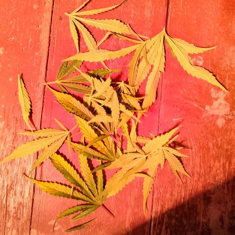 Gorilla Cookies Auto growlog timeline photo