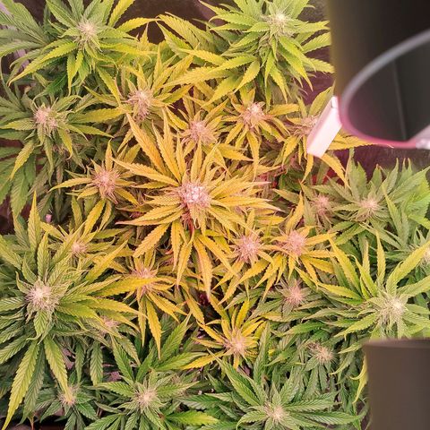 Gorilla Cookies Auto growlog timeline photo