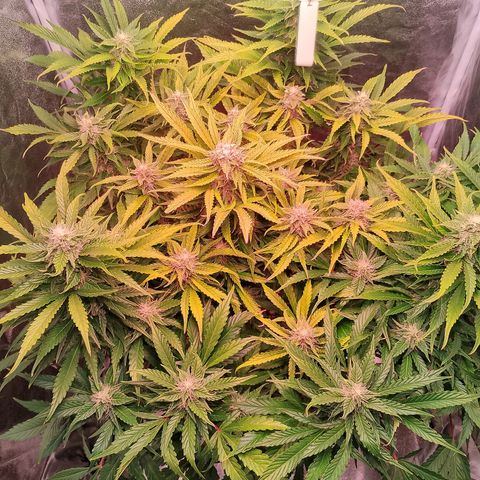 Gorilla Cookies Auto growlog timeline photo