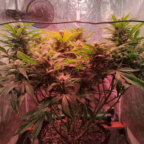 Gorilla Cookies Auto growlog timeline photo