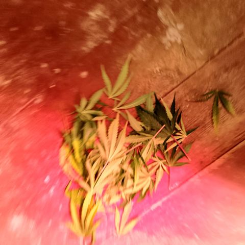 Gorilla Cookies Auto growlog timeline photo
