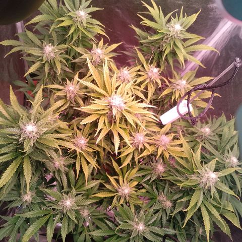 Gorilla Cookies Auto growlog timeline photo