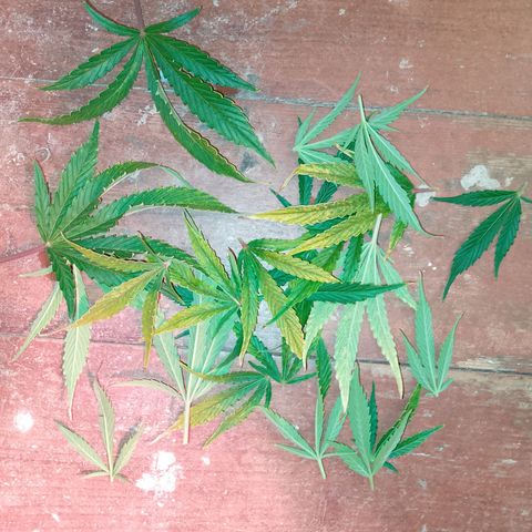 Gorilla Cookies Auto growlog timeline photo