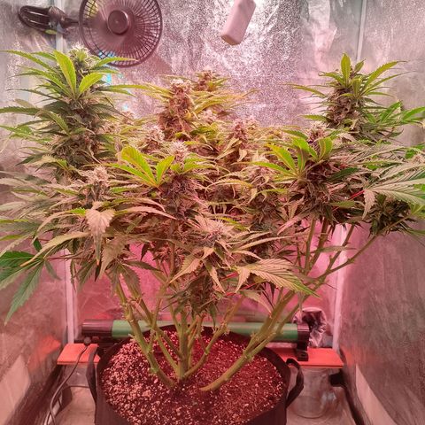 Gorilla Cookies Auto growlog timeline photo