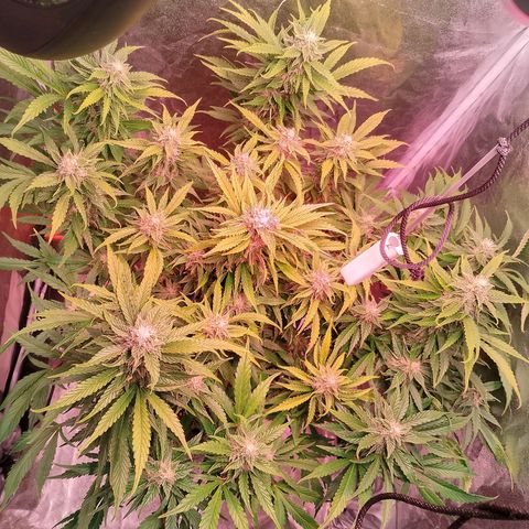Gorilla Cookies Auto growlog timeline photo