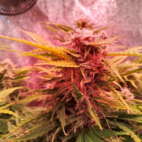 Gorilla Cookies Auto growlog timeline photo