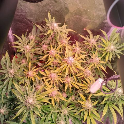 Gorilla Cookies Auto growlog timeline photo