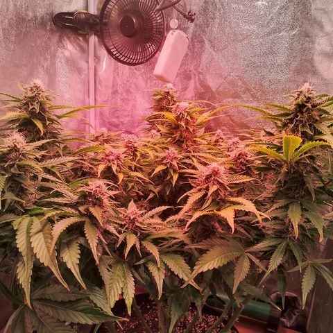 Gorilla Cookies Auto growlog timeline photo
