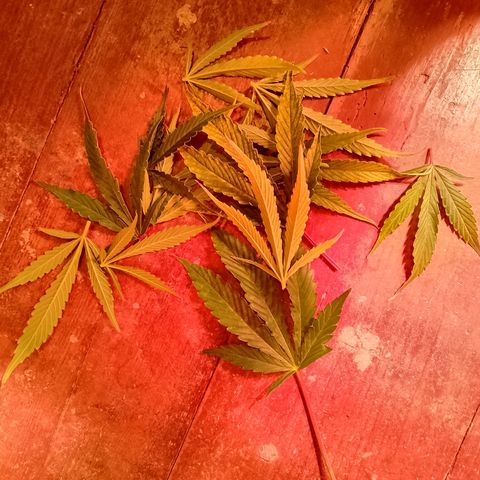 Gorilla Cookies Auto growlog timeline photo