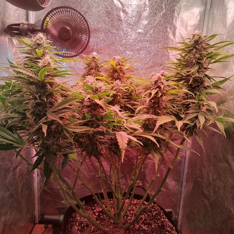 Gorilla Cookies Auto growlog timeline photo