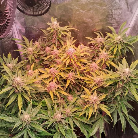 Gorilla Cookies Auto growlog timeline photo