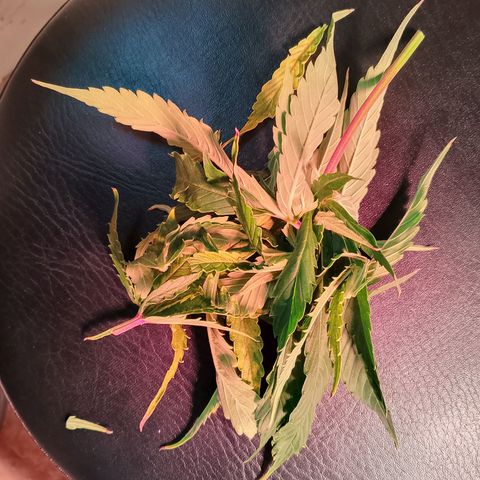 Gorilla Cookies Auto growlog timeline photo