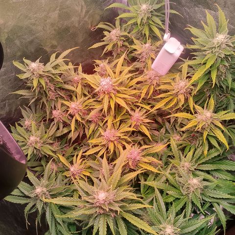 Gorilla Cookies Auto growlog timeline photo