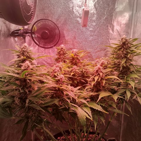 Gorilla Cookies Auto growlog timeline photo