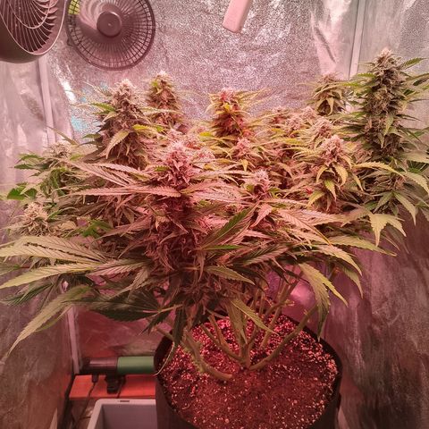 Gorilla Cookies Auto growlog timeline photo