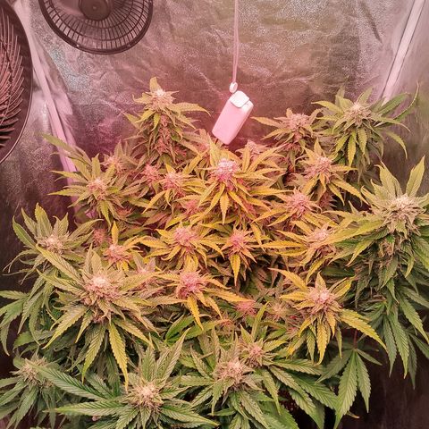 Gorilla Cookies Auto growlog timeline photo