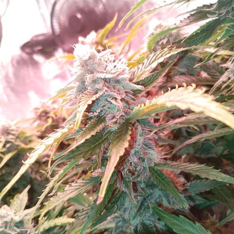 Gorilla Cookies Auto growlog timeline photo